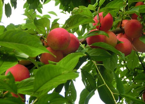 果園果樹栽種新建實驗室檢測項目及儀器方案